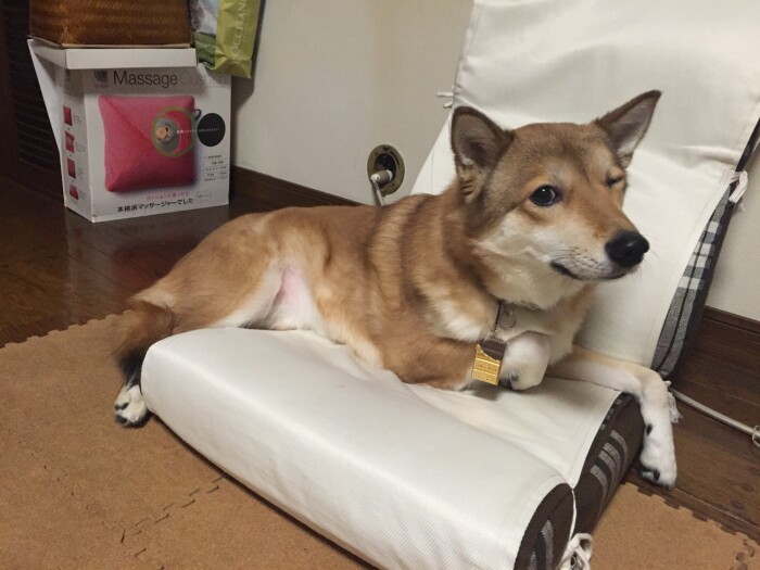 ウィンク!　高橋さんの愛犬「つくね」（高橋さん提供）