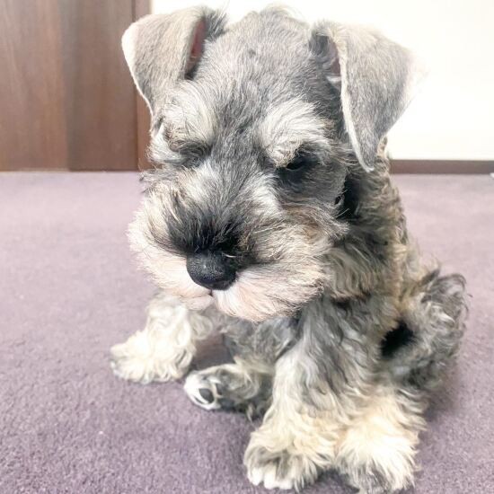 家にきたころの「ちくわ」