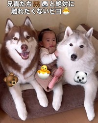 お兄ちゃん達と離れたくない！と隠れるピヨちゃん♡（提供：＠bokumarleyさん）
