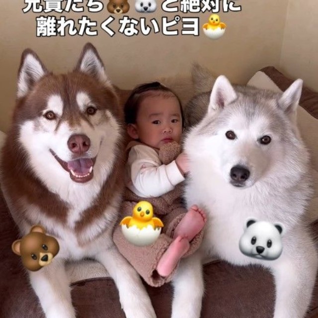 お兄ちゃん達と離れたくない！と隠れるピヨちゃん♡（提供：＠bokumarleyさん）
