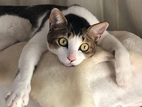 子猫の頃から食欲旺盛、新しいおもちゃは秒で壊すにゃ！　キジ白「きじまる」