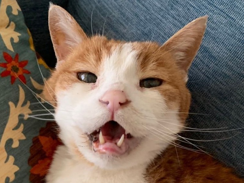 22歳のはるまき君にも歯のことを尋ねました。数年前に口臭とよだれがひどくて奥歯の歯石をとったら、口臭が減りよだれも止まったそう。今は「とくに口腔（こうくう）ケアはしていない」というので丈夫なのかも