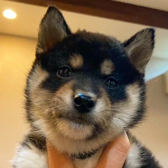 家にきたころの「こね」