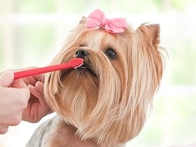 犬の爪、歯、耳、目のお手入れ法　ストレスを与えず健康を守る　