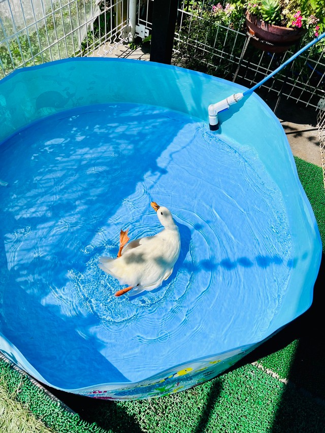 ウィンウィンちゃんも起き上がれない（提供：あひらあにごう＠✨ The best professional athlete 💫さん）