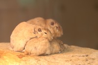 むぎゅっと体を重ねる様子がかわいい