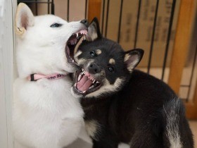 フードアグレッシブがなくなった柴犬　家族も増え今は大変の何倍も何十倍も幸せ
