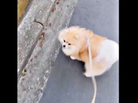 飼い主さんが「車！」と言うと、くるっと振り返るレオくん（画像提供：レオさん）