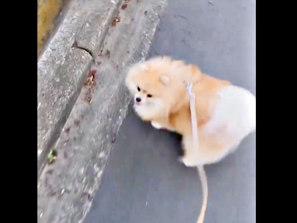 飼い主さんが「車！」と言うと、くるっと振り返るレオくん（画像提供：レオさん）