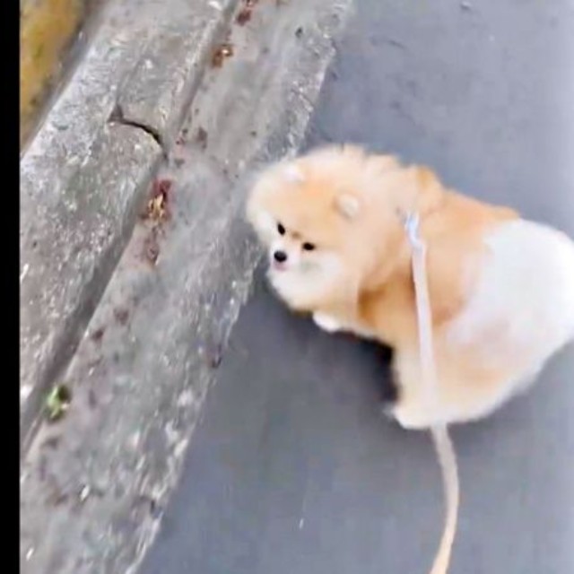 飼い主さんが「車！」と言うと、くるっと振り返るレオくん（画像提供：レオさん）