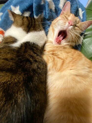 エサで満腹になり「眠いニャー」と大あくび