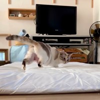 布団の後方も入念にチェックするルールーちゃん（画像提供：kaoruさん）