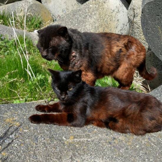 苫小牧の海水浴場で保護したすもも（手前）と艶。栄養失調のため毛が赤い。「皮膚の傷はキツネやタヌキと闘った勲章かもしれない」と亜妃さんはいう（亜妃さん提供）