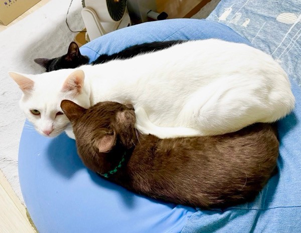 きょうだいの中でひときわ大きく成長したショボくん（画像提供：大和なでしこさん）