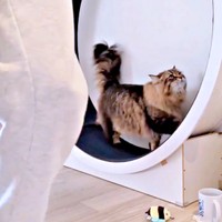 再び、せっせと歩き出すヤマネコくん（画像提供：ヤマネコさん）