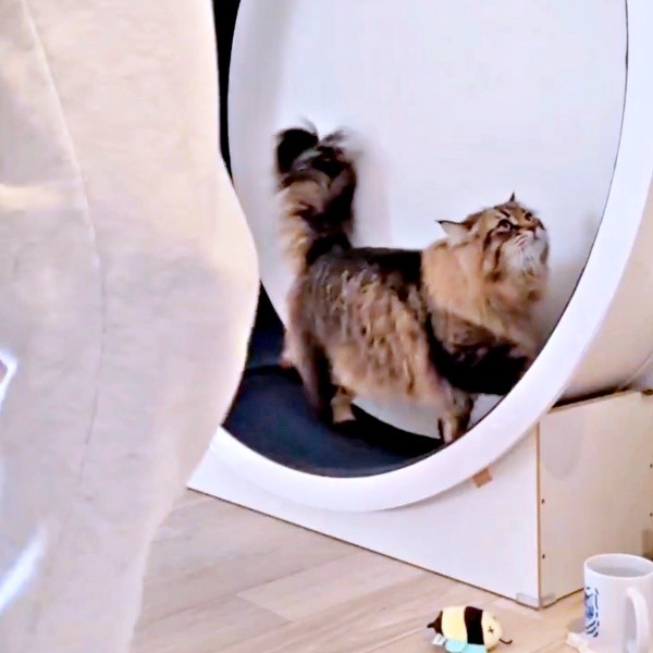 再び、せっせと歩き出すヤマネコくん（画像提供：ヤマネコさん）