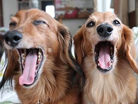 ２０１８大あくび賞　ミニチュアダックスの「チョコ」と「モモ」