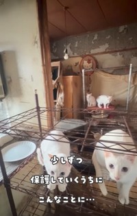 当初は公営住宅の室内で飼われている約30匹を捕獲し手術を受けさせてほしいという相談を受けたが、実際は10匹ほどだった（「かごねこ」さん提供、Instagramよりキャプチャ撮影）
