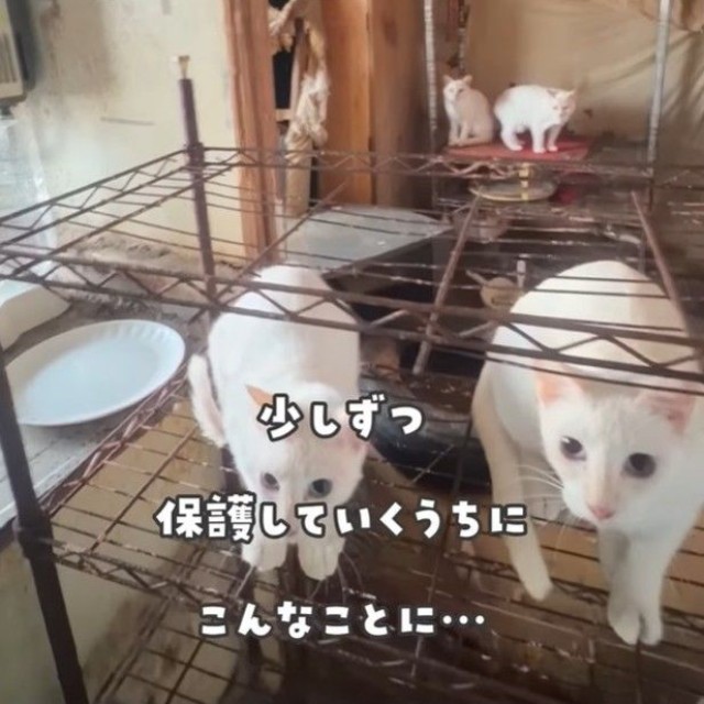 当初は公営住宅の室内で飼われている約30匹を捕獲し手術を受けさせてほしいという相談を受けたが、実際は10匹ほどだった（「かごねこ」さん提供、Instagramよりキャプチャ撮影）
