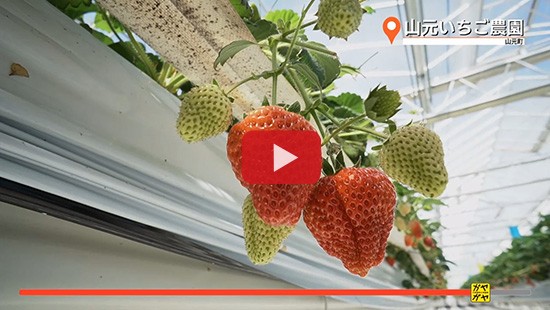 #8山元いちご農園 大型温室