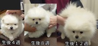 生後4週から12週のすももくん（画像提供：ポメラニアンのとろろさん）