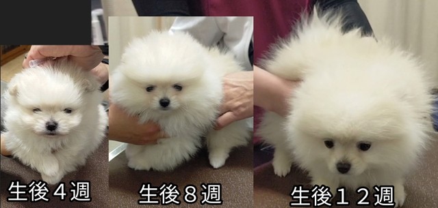 生後4週から12週のすももくん（画像提供：ポメラニアンのとろろさん）