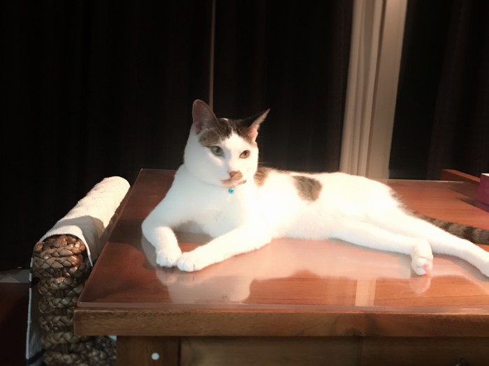 「優雅な昼下がりでござるにゃ」