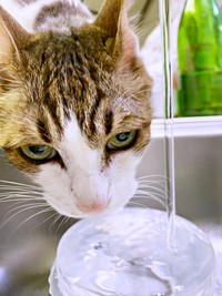 キッチンのシンクで水を飲むナナちゃん。思わぬ展開に飼い主さんもびっくり（画像提供：@Mke_nekodakuさん）