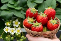 廃校の小学校を活用したイチゴ園　今季は12月24日オープン　香川・三豊市