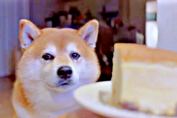 再び、物言いたげな表情を浮かべながら飼い主さんを見つめるくまきちくん（画像提供：kumakichi_techさん）