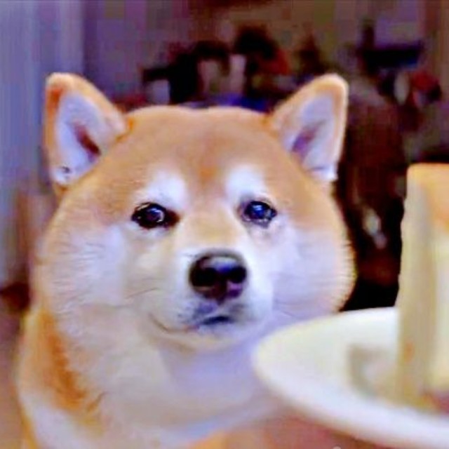 再び、物言いたげな表情を浮かべながら飼い主さんを見つめるくまきちくん（画像提供：kumakichi_techさん）