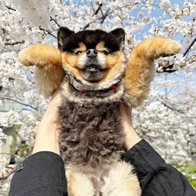 獣医さんから「筋肉がすごい」といわれた後ろ足を披露したたろ吉ちゃん（画像提供：たろ吉(メスのポメ)の飼い主さん）