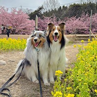 お花に囲まれてニコリ♡ （左から）ラピスちゃん、ネルちゃん（画像提供：アクラピネルさん）