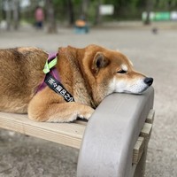 のんびり…（画像提供：柴犬茶々麻呂之介さん、画像を一部トリミング）