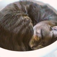 まんまるとろねこ