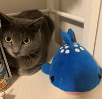 いろいろなものに慣れる練習？