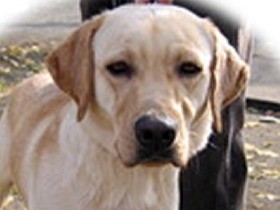 盲導犬の悲しい現実　制度に疑問の声