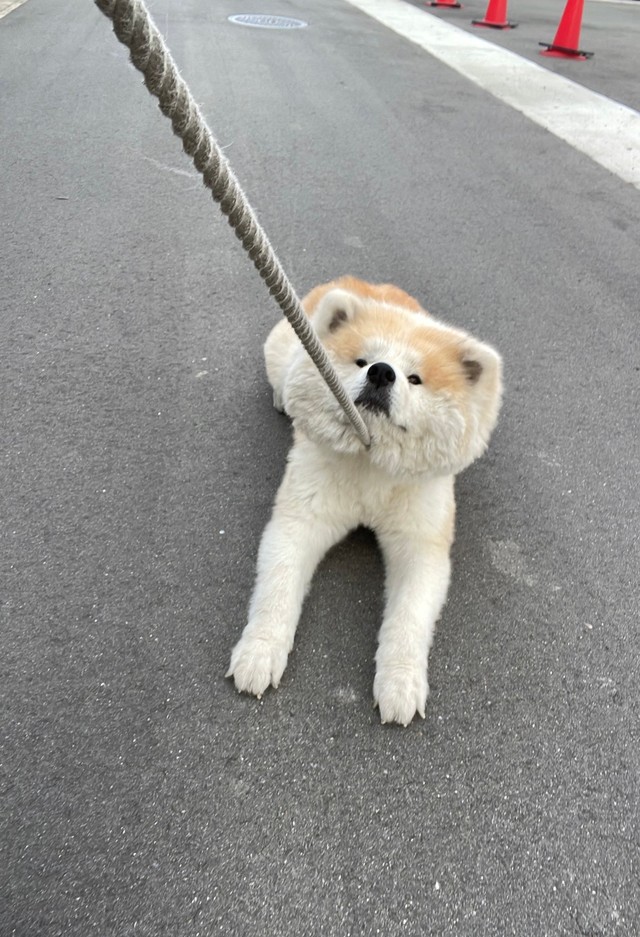 散歩中に繰り広げられた「コンクラーベ」の行方は？（提供：秋田犬の妖精 フェアリーさん　NoWar🐾さん）