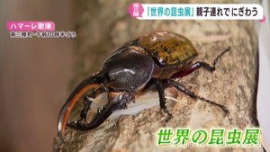 珍しいカブトムシやクワガタと触れ合える　化石と世界の昆虫展　宮城・南三陸町
