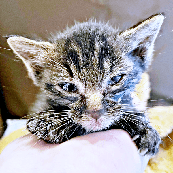 保護時、ひどく衰弱していたふくくん（画像提供：むぎさん）