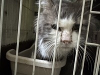 飼い主は選べない（「ＮＰＯ法人 hinatabocco」さん提供）