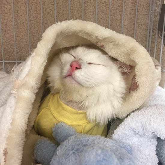 毛布でくるむとすぐに「眠くなってきたニャ…」。おやすみなさいブラン君。今日もがんばったね