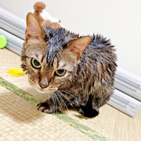 小さく丸まって様子をうかがう「にぼし」くん（画像提供：いわし先生さん）