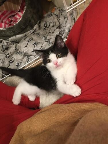 家にきたころの「gris（ぐり）」