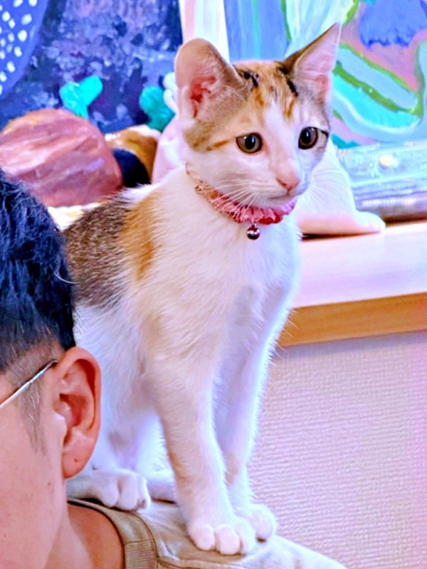 初めてパパの肩上にのったみりんちゃん（画像提供：ユーヤンさん）