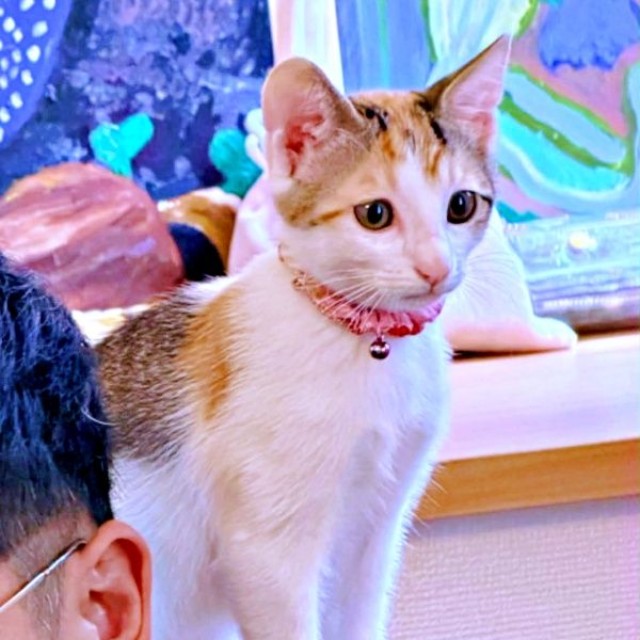 初めてパパの肩上にのったみりんちゃん（画像提供：ユーヤンさん）