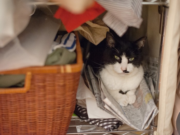 「香箱組めないおばちゃんのタンスは、腕組みできない通勤電車だな」（小林写函撮影）