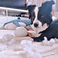 「DVD見せてくれないからだよ！」 綿が散乱ーー怒り顔になったレティちゃん（画像提供：レティ ボーダーコリーさん）