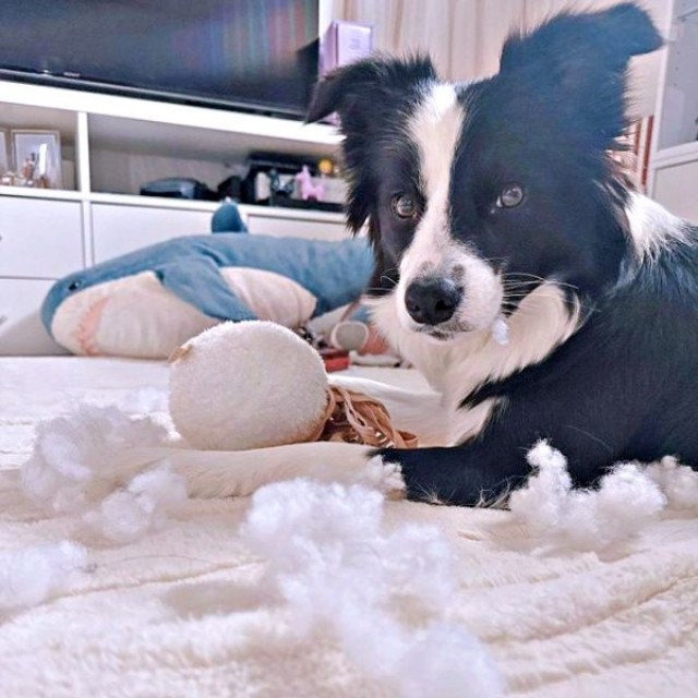 「DVD見せてくれないからだよ！」 綿が散乱ーー怒り顔になったレティちゃん（画像提供：レティ ボーダーコリーさん）