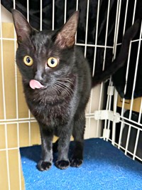 ビビりだけれど甘えん坊。舌ペロ姿もキュートなクロミ姫ちゃん（画像提供：安田武史さん）